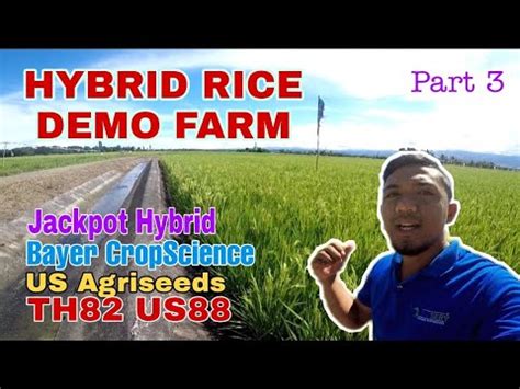jackpot hybrid rice characteristics|Part 3 : Hybrid Rice na pwedeng itanim sa wet and dry season.